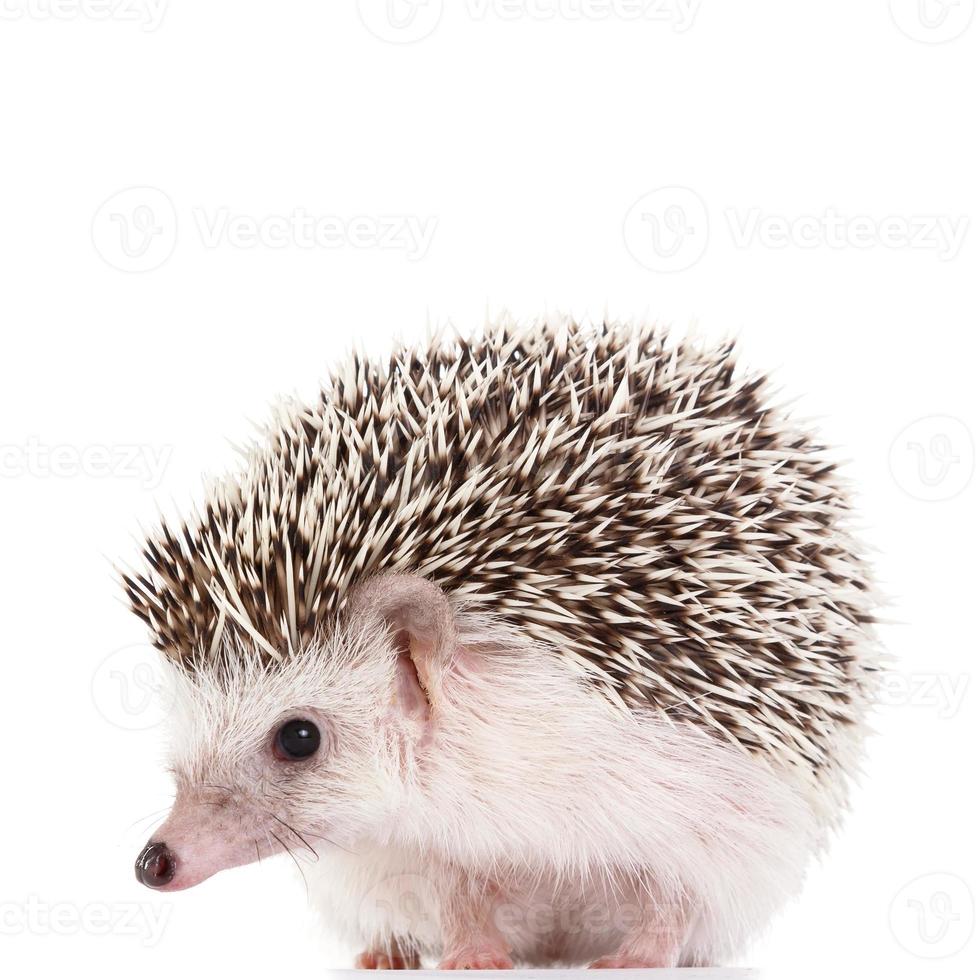 African hedgehog on white background photo