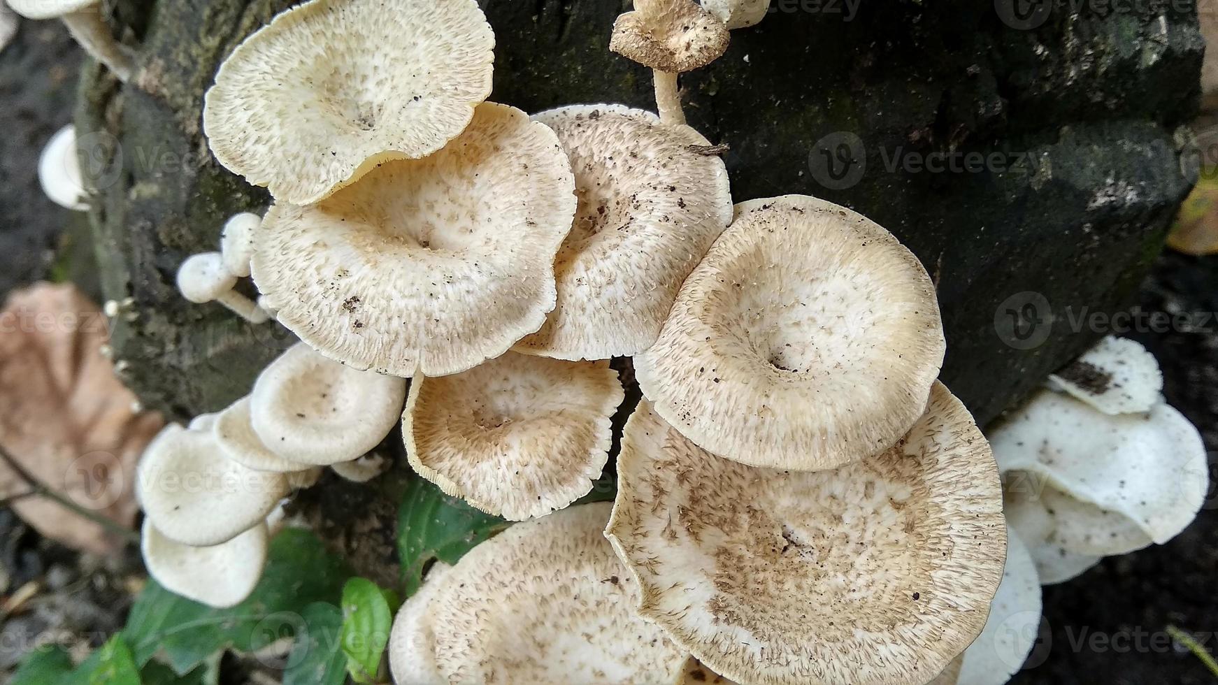 Beautiful wild white Lentinus tigrinus mushroom grows on the rotten log in the rainy season. Suitable for science, agriculture, magazine, advertising, poster, etc. photo