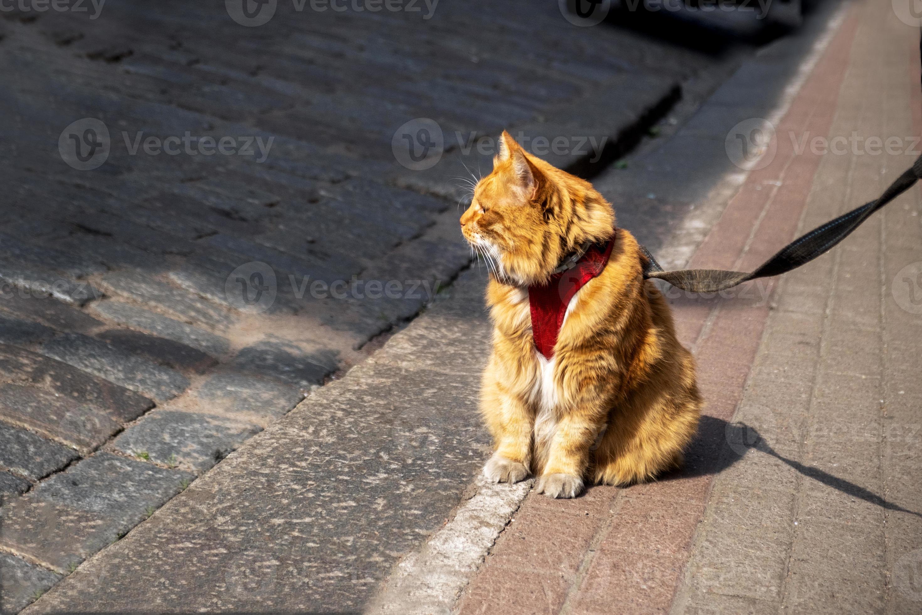 Domestic frightened cat in a harness and on a leash sits on the