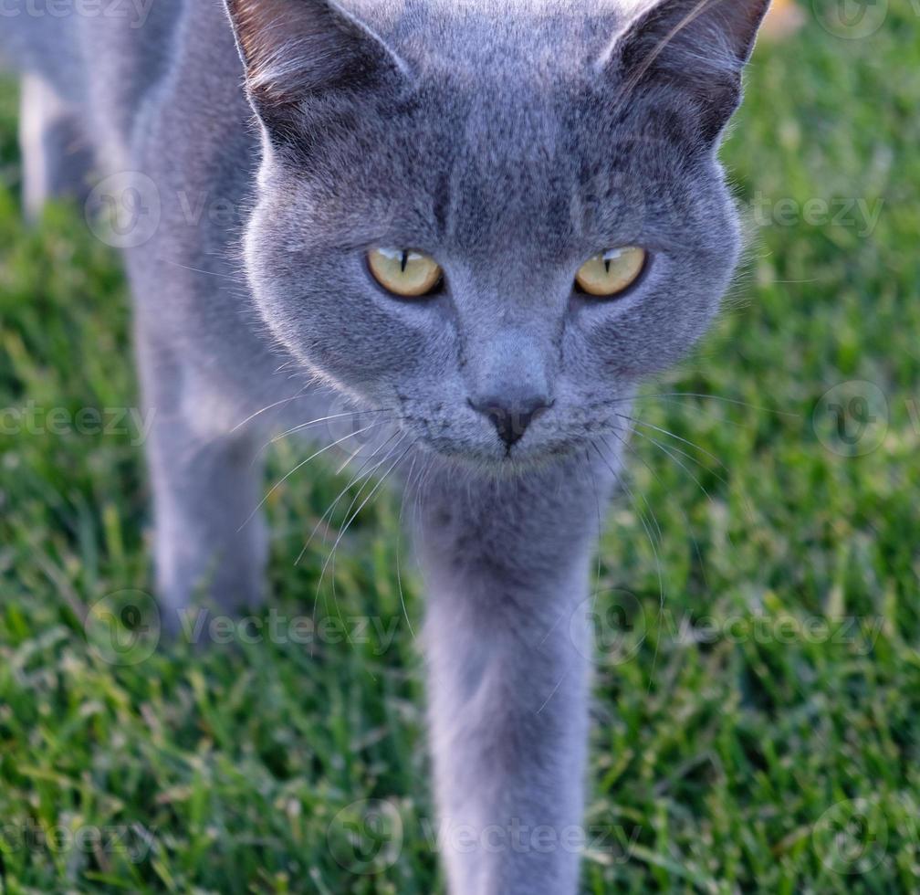 Gray fluffy cat is walking on the green grass. Close-up muzzle of cat with yellow-green eyes, a long white mustache, gray nose and shiny coat. Concept for veterinary clinic. Selective focus. photo