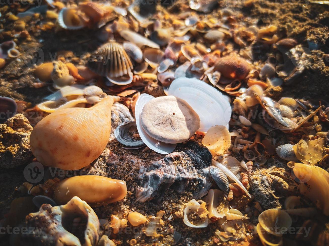 Sand dollar on the beach photo