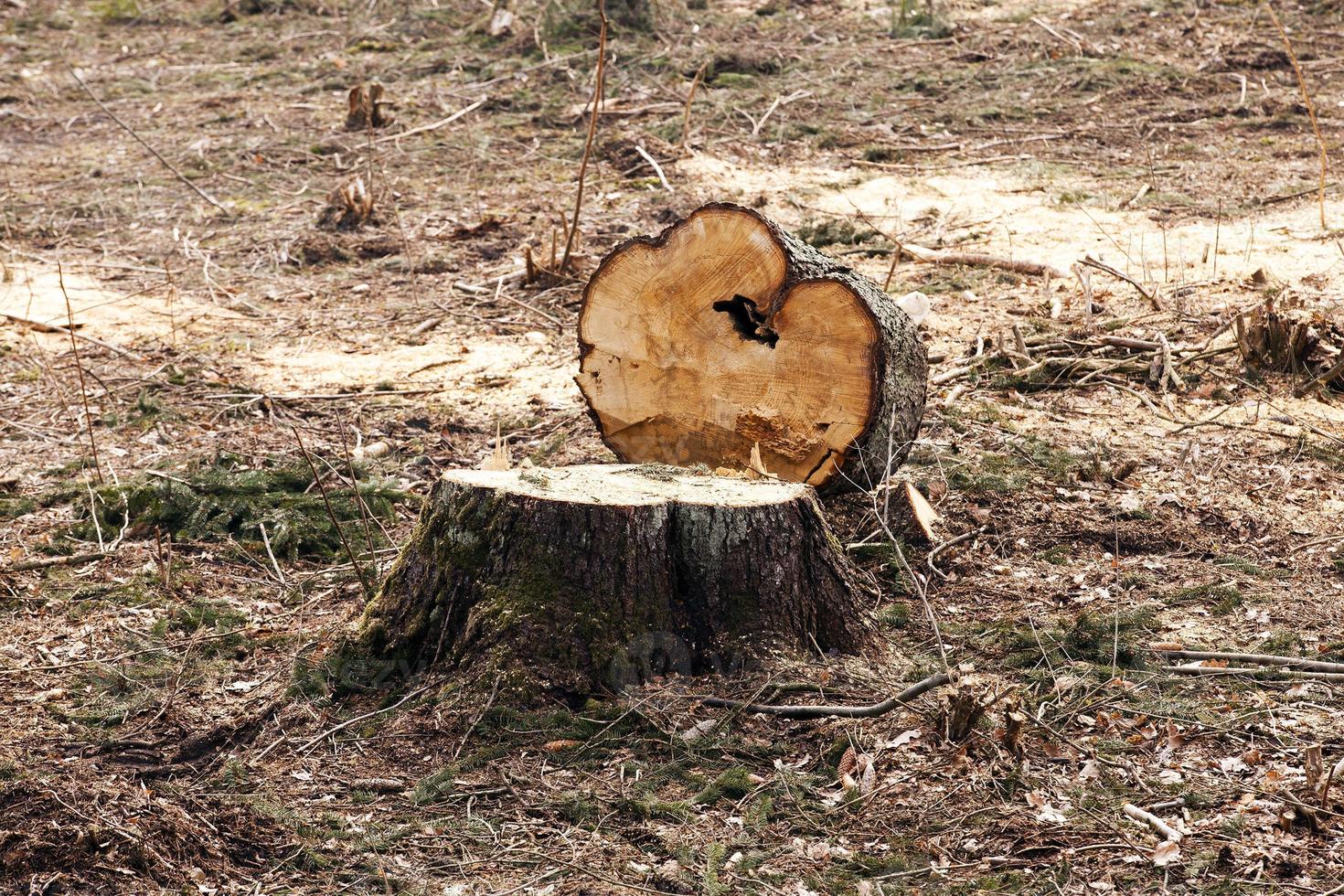 srubleenny trees.  stubs photo