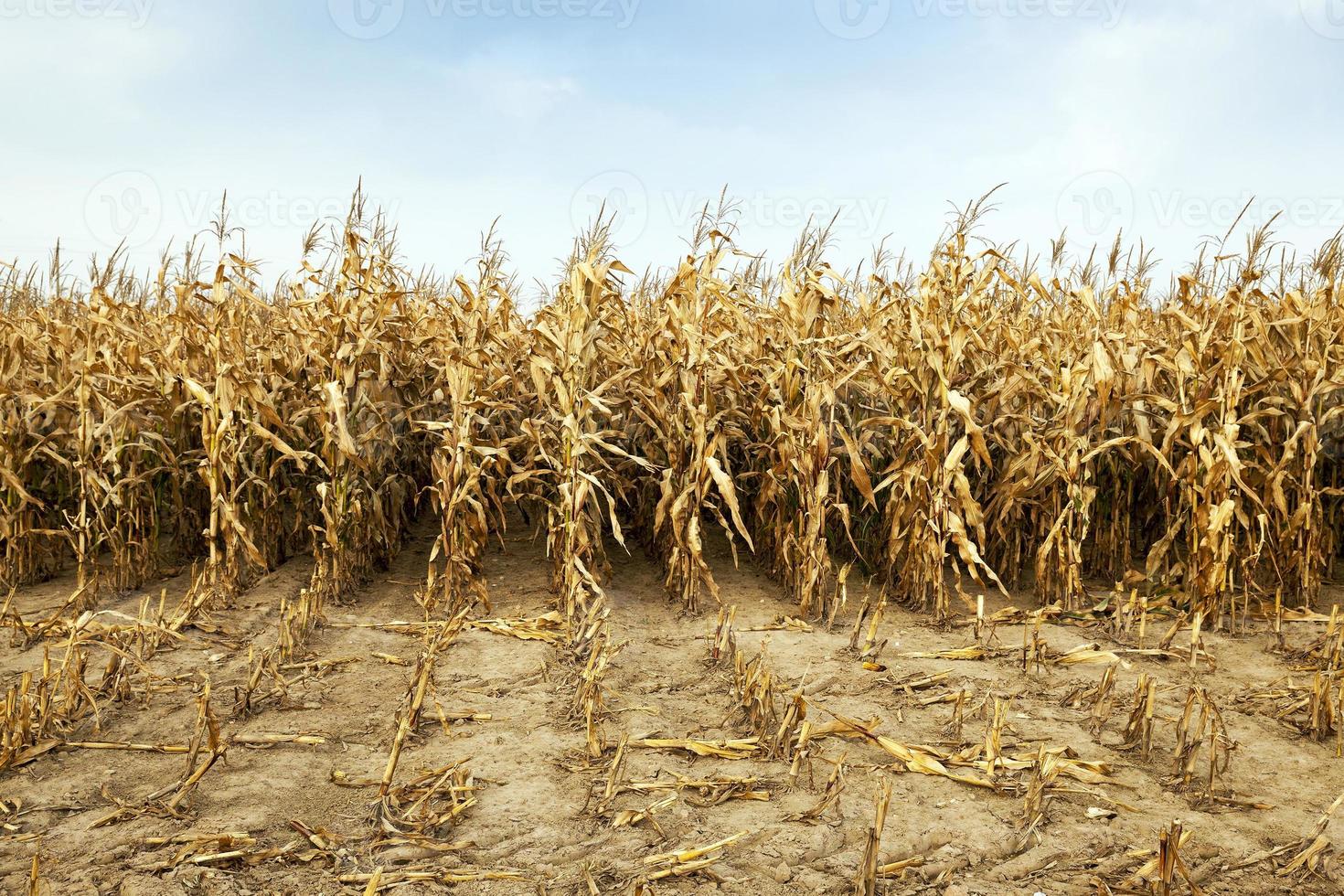 mature corn ,  autumn photo