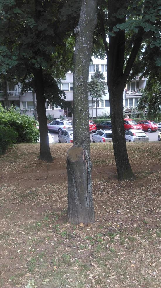 Trees, leaves and stumps in the park photo