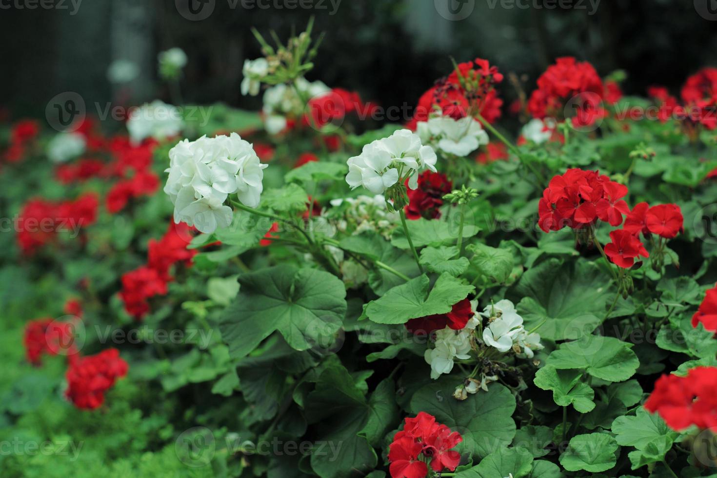 Selective focus on bouquet of white blossom flowers in the farm with defocused foreground and background of blossom flowers photo