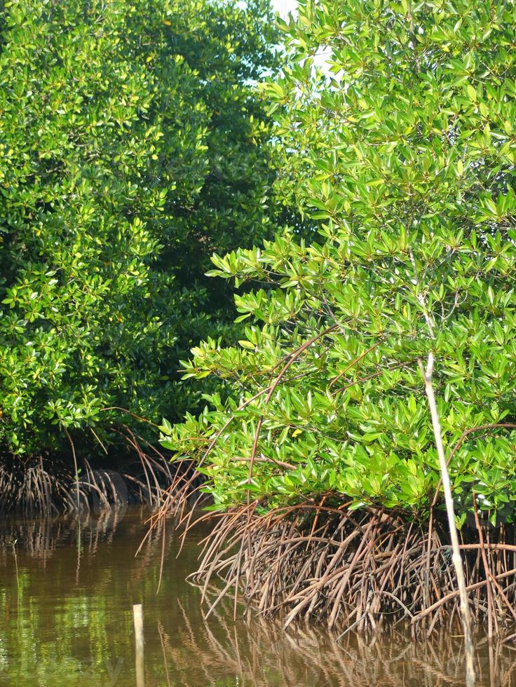 Mangrove forest view photo