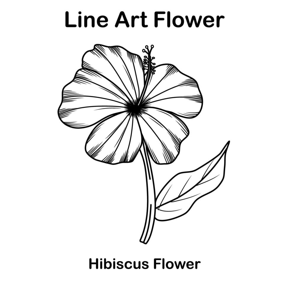 Sketch or line art hibiscus  flower vector
