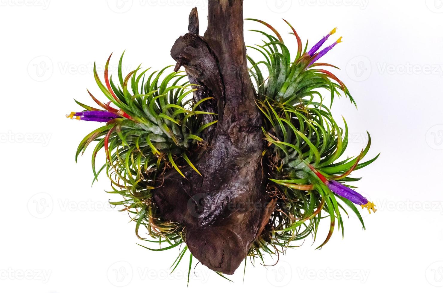 Tillandsia or Air plant which is grows without soil blooming with colorfulf flowers attached at the wood on white background. photo