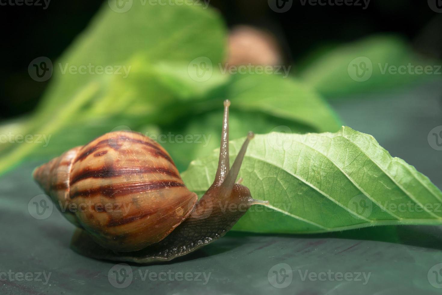 cute slime snail and green leaves 11995196 Stock Photo at Vecteezy