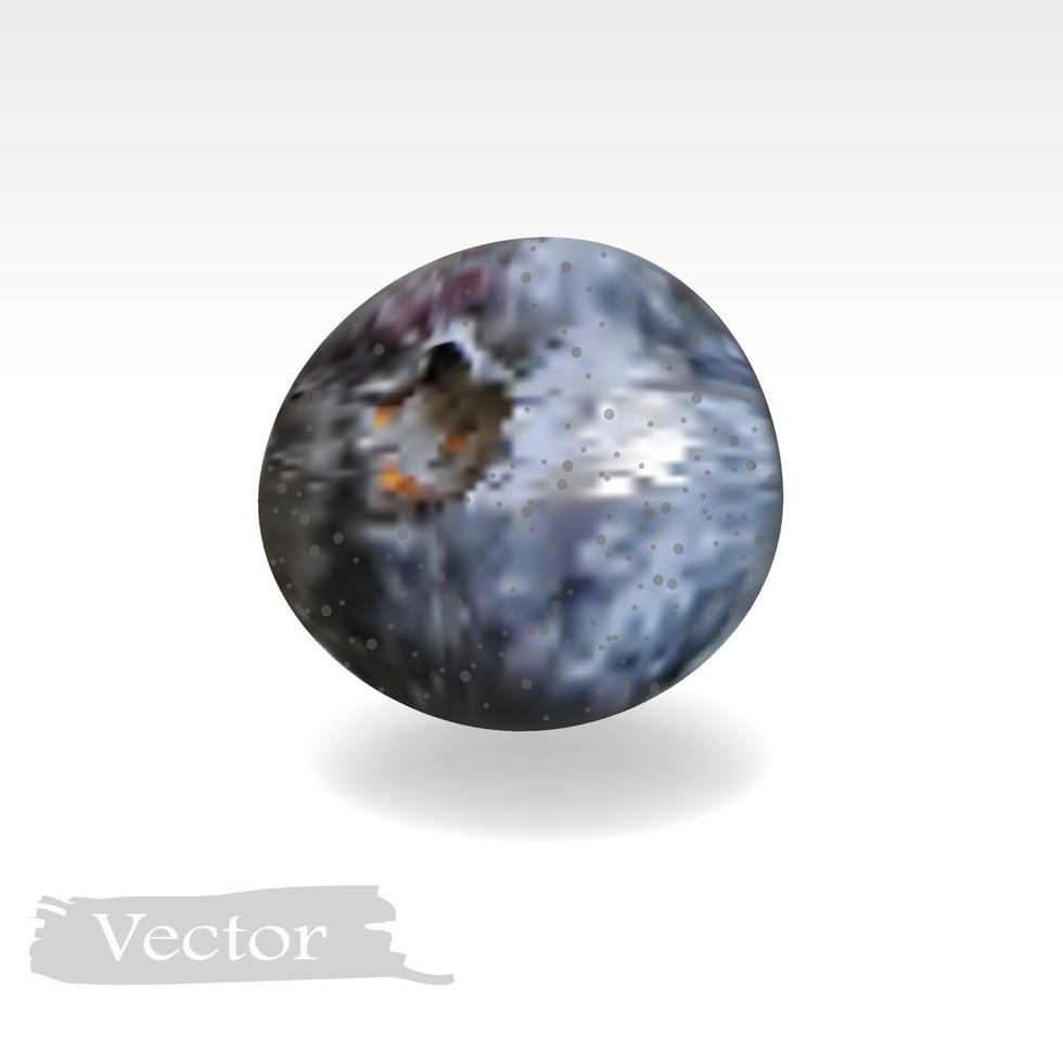 Vector illustration of realistic blueberry