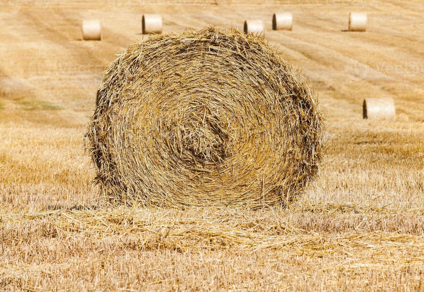 Rolls of haystacks photo