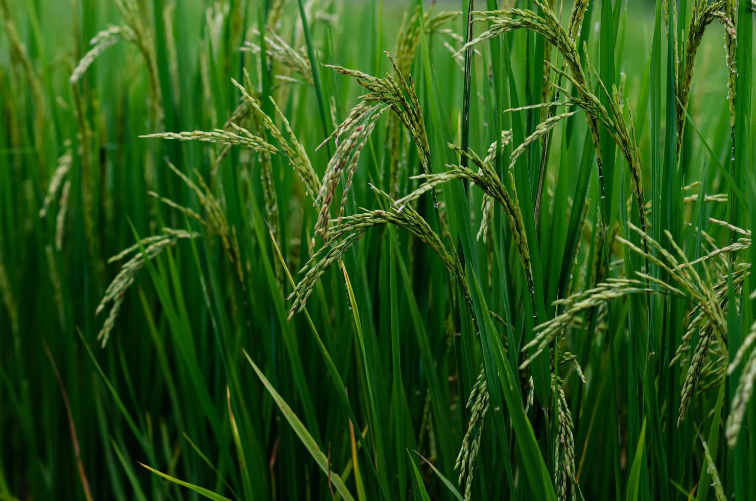 Thai jasmine rice seed from its tree with green leaves at rice field in