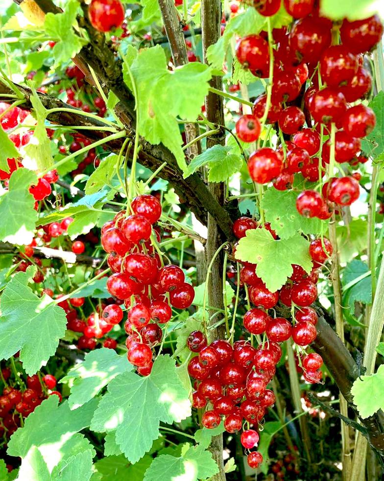 Branch of red currant berry close-up Ribes rubrum. Fruits of the summer season with bright sunlight. Photo on the theme of organic farming and healthy eating.