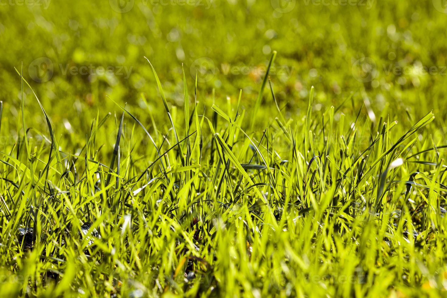 Sunlight Green grass photo