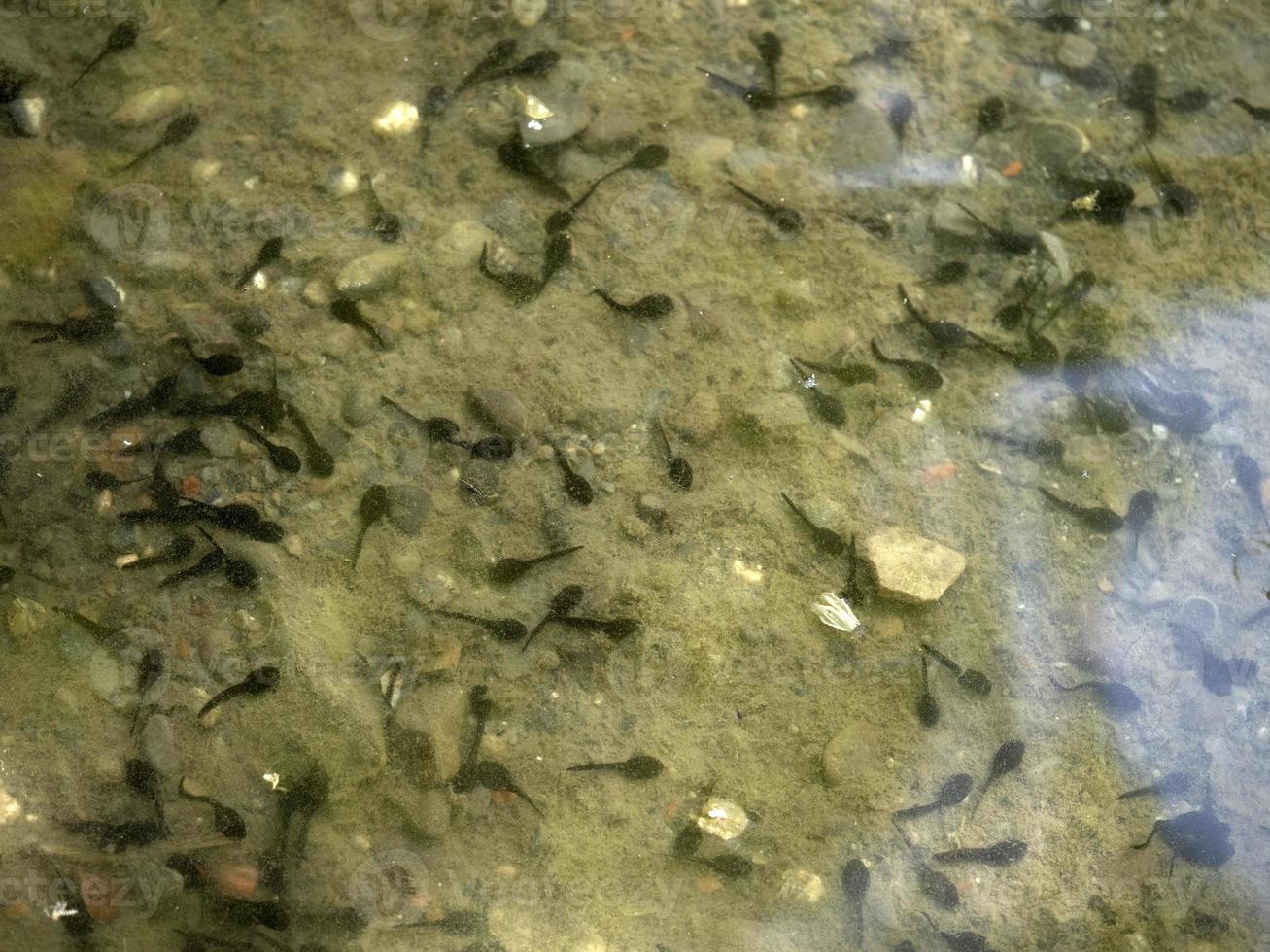 tadpole frog in a creek photo