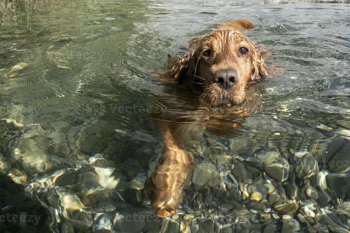 perro cocker spaniel nadando en el agua foto