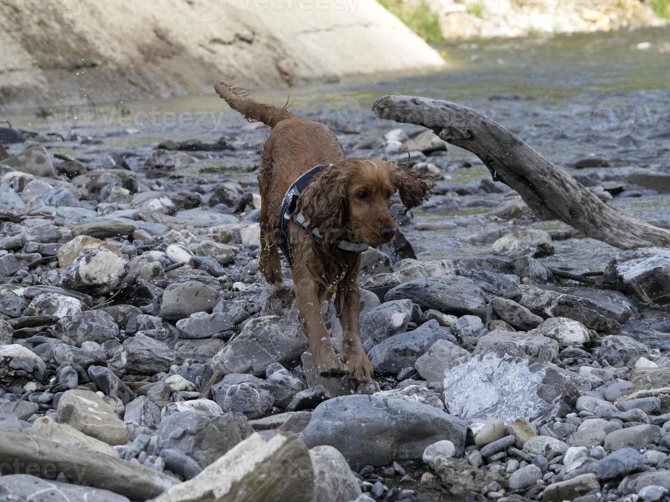 Puppy young dog English cocker spaniel while in the water photo