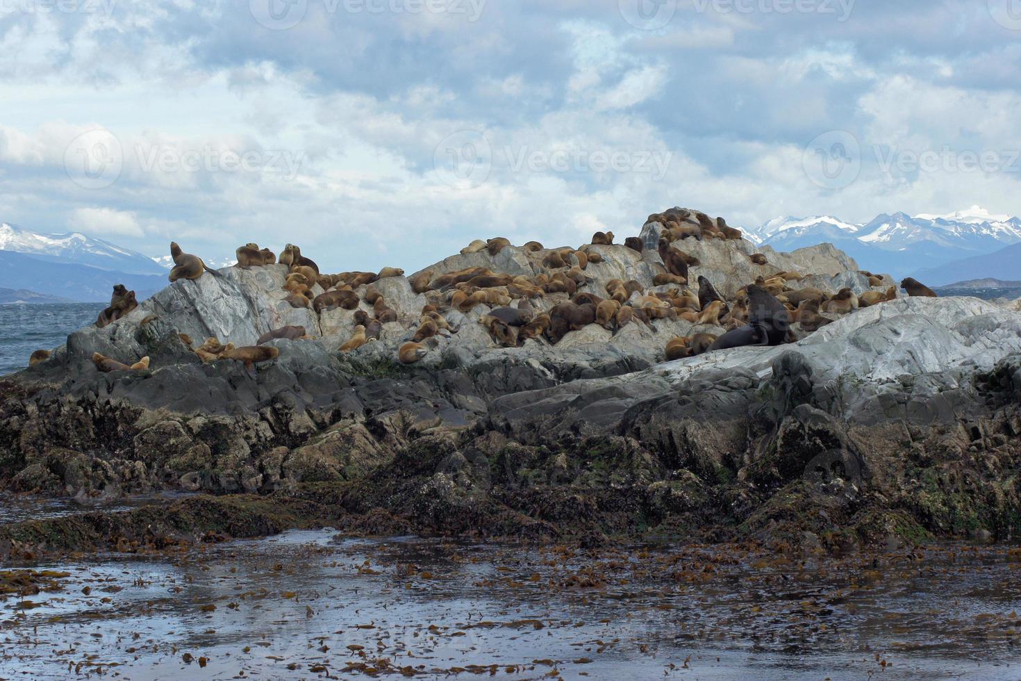 Seals, Beagle Channel, Argentina photo