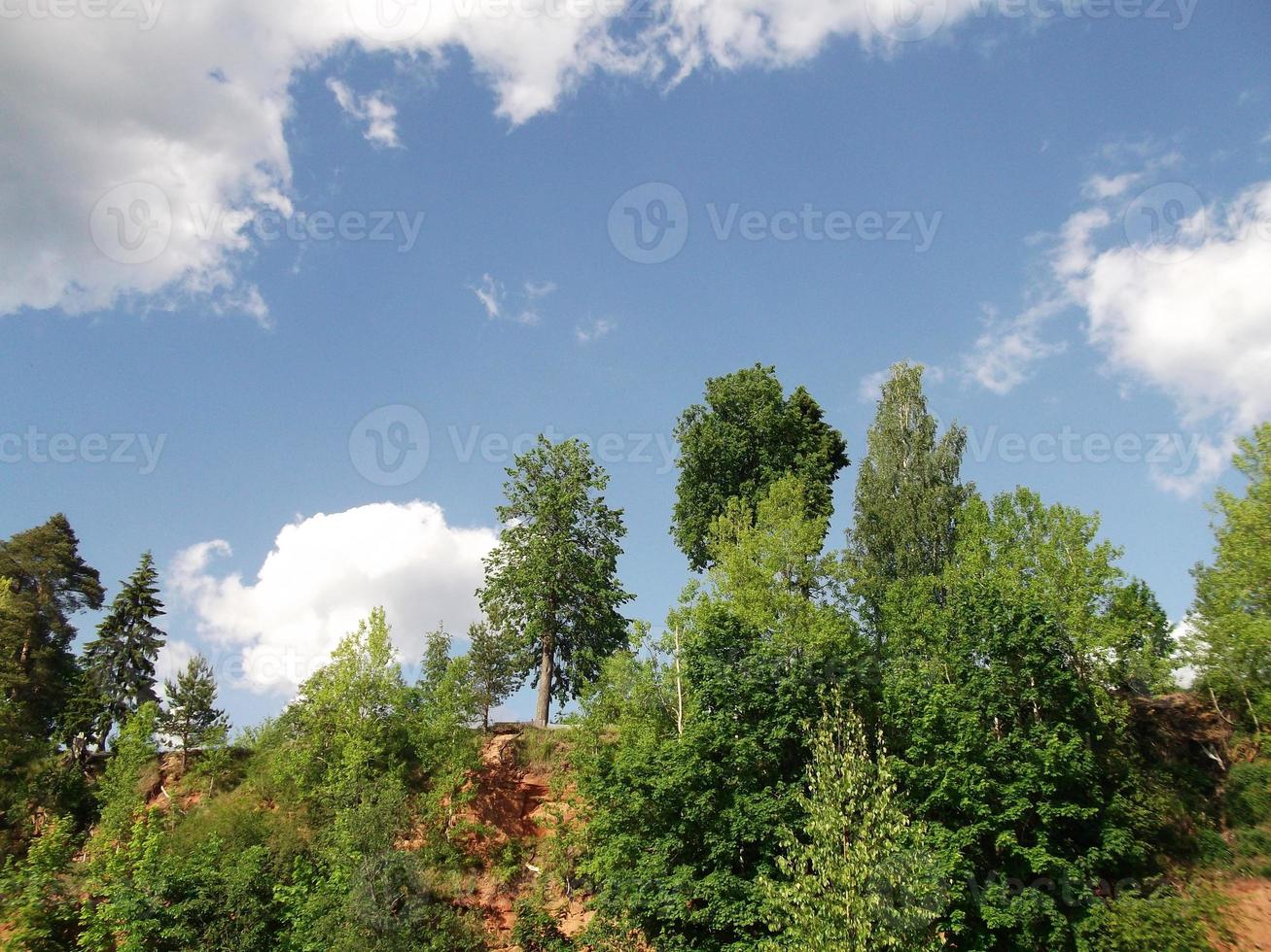 The trees on the hill and the endless sky photo