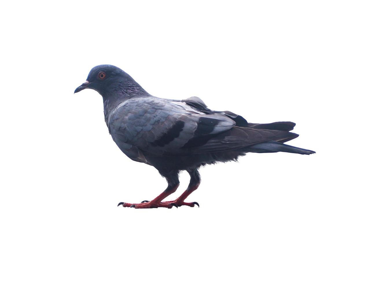 solitary pigeon on white background photo