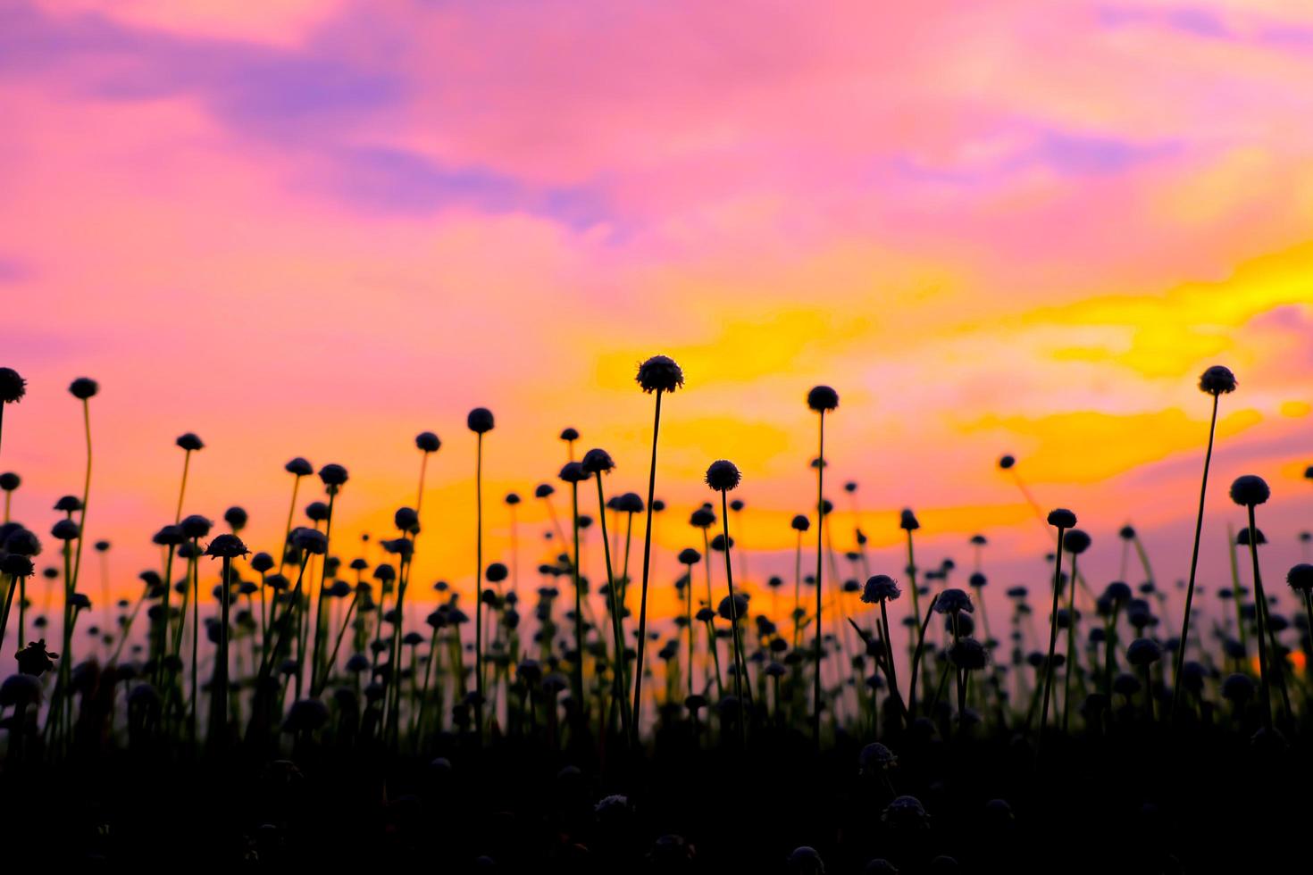 Silhouette of White grass flowers field  colorful sunset. photo