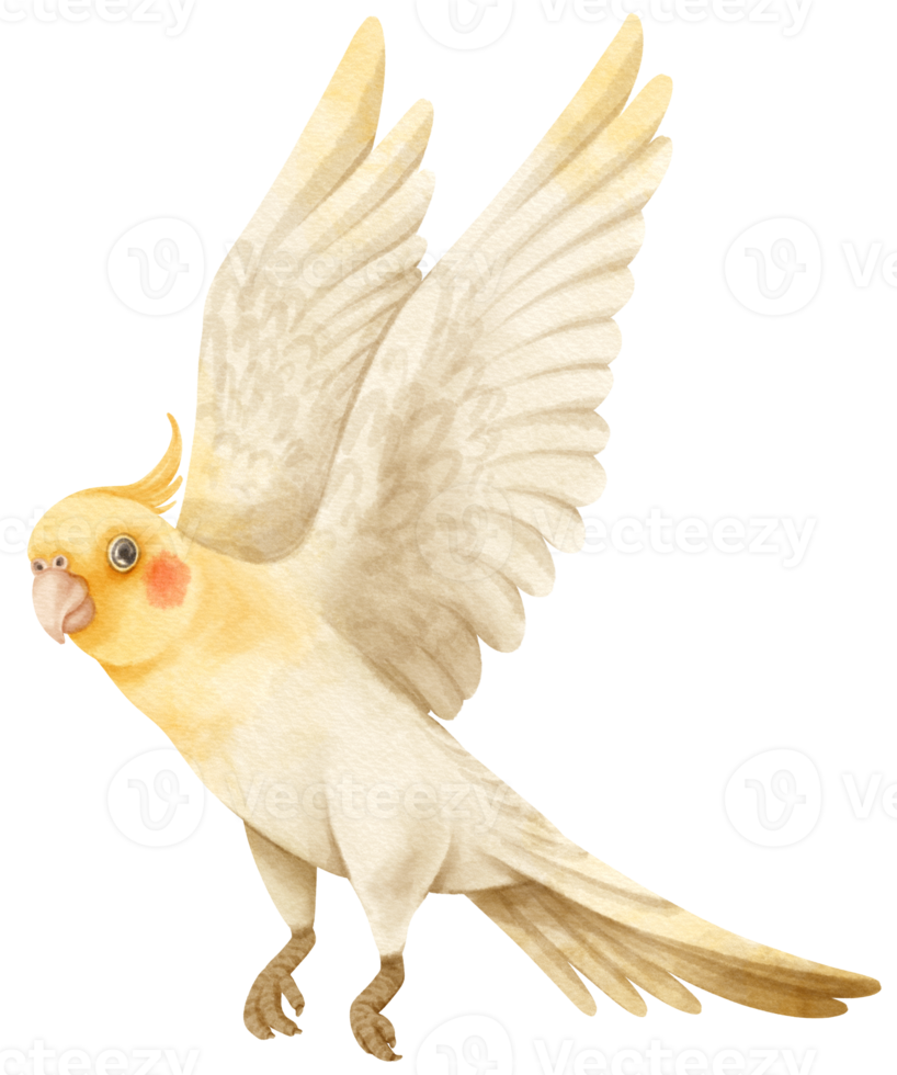 akvarell cockatiel fågel illustration png