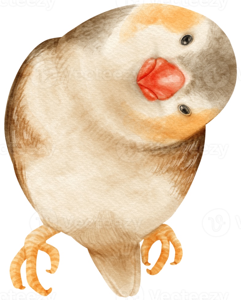 Watercolor zebra finches bird illustration png