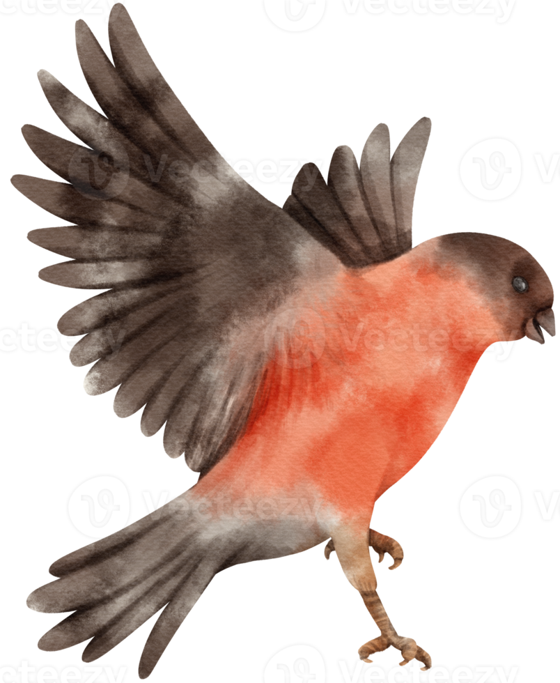 Watercolor bullfinch bird illustration png