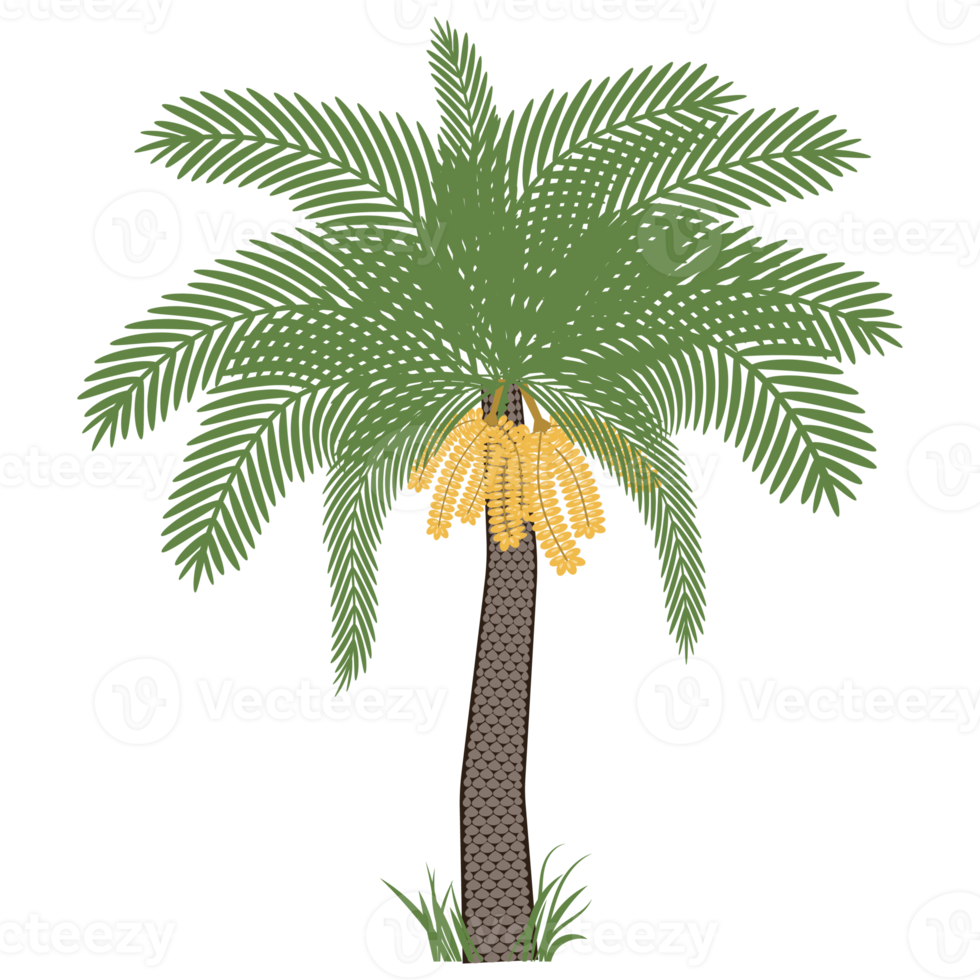 Date palm tree with ripe fruits dates png