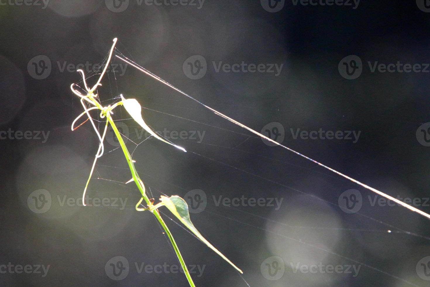 Spider webs - cobwebs on branches and leaves of trees in a city park. photo