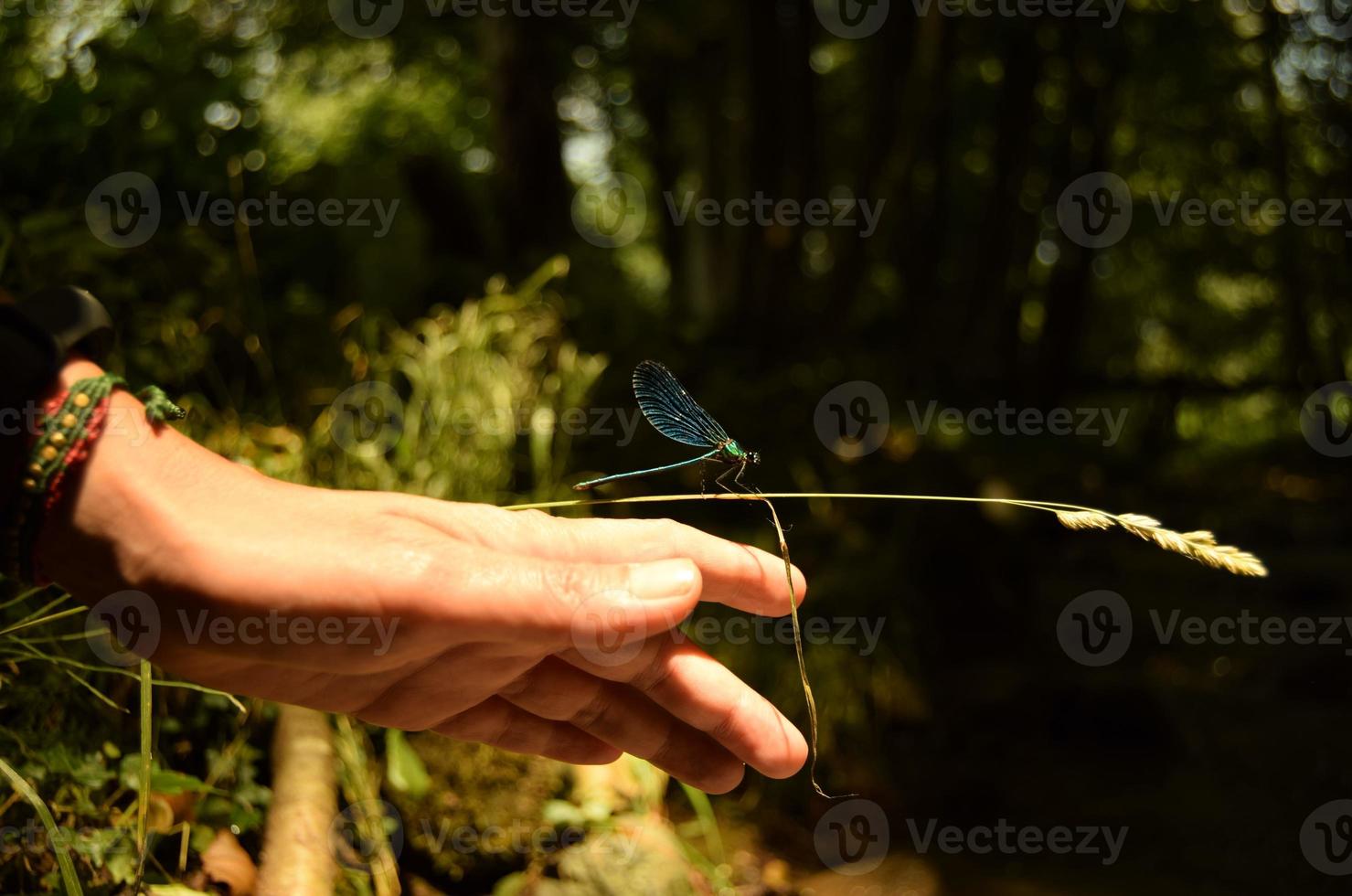 Closeup of a woman hand moving towards a blue dragonfly on a dry stalk of grass with seeds in front of a bokeh background of greenery and tree photo