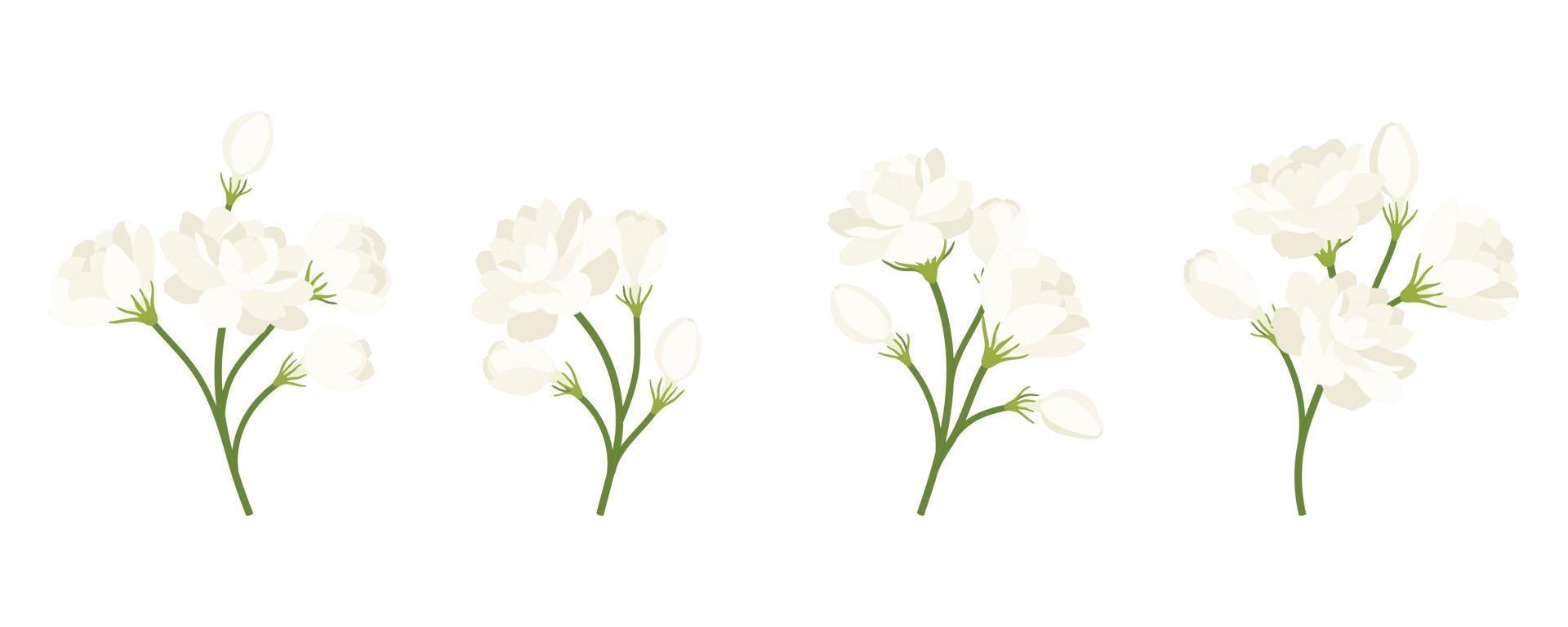 Hand drawn collection of jasmine flower illustration. vector