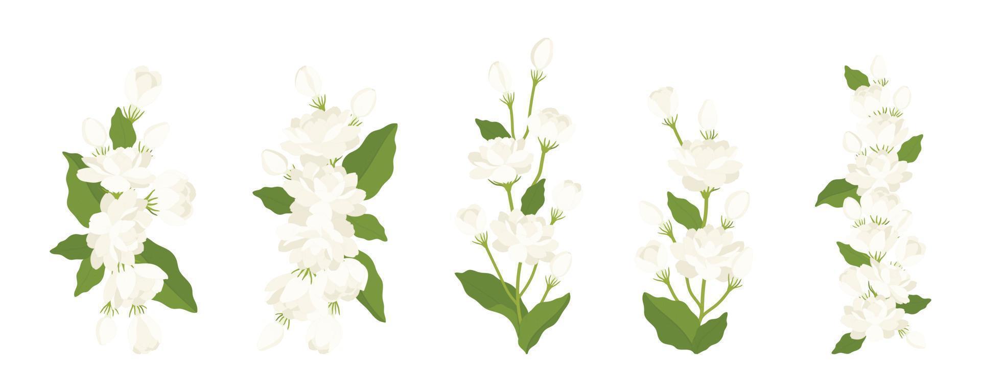 Hand drawn collection of jasmine flower illustration. vector