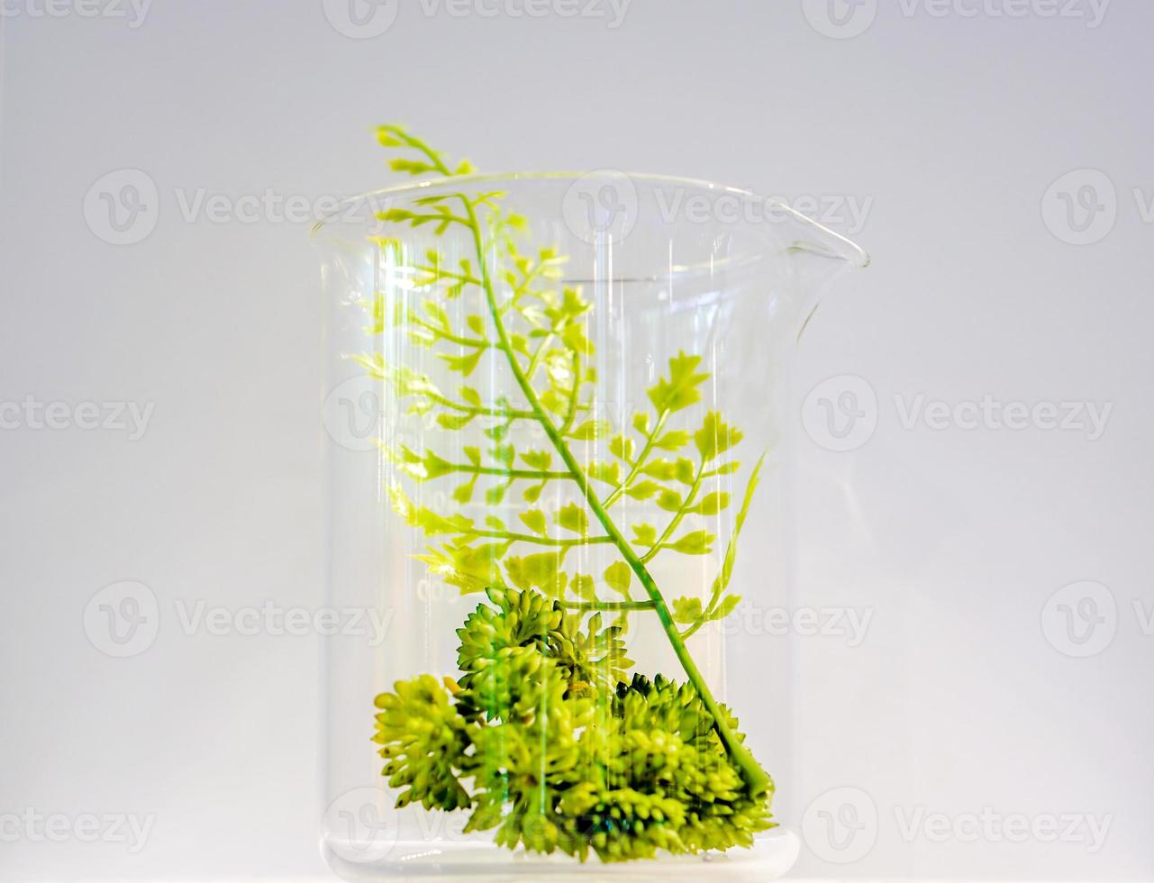 Examples of herbs in glass bottles for drug and cosmetics extraction isolate on white background. photo