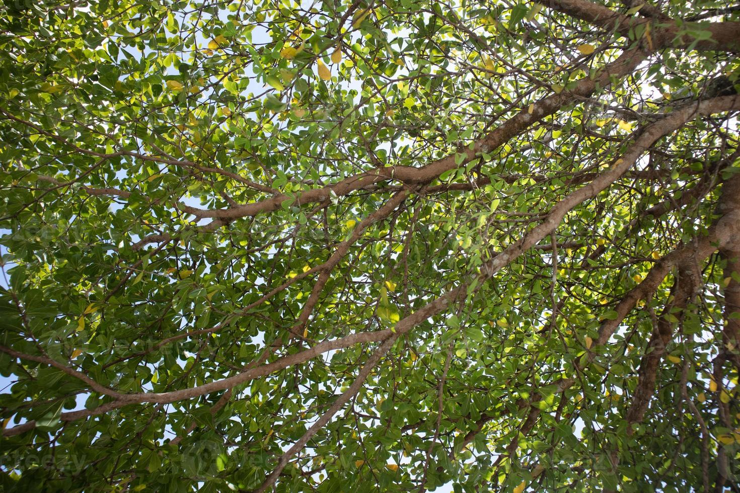 small leaf on tree view from below, go green concept photo, save the earth, and earth day photo