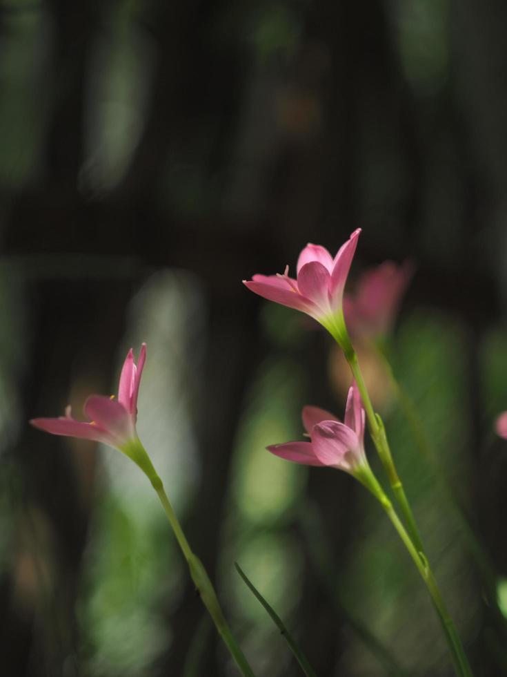 rain lily pink boomming in garden with shiny light photo