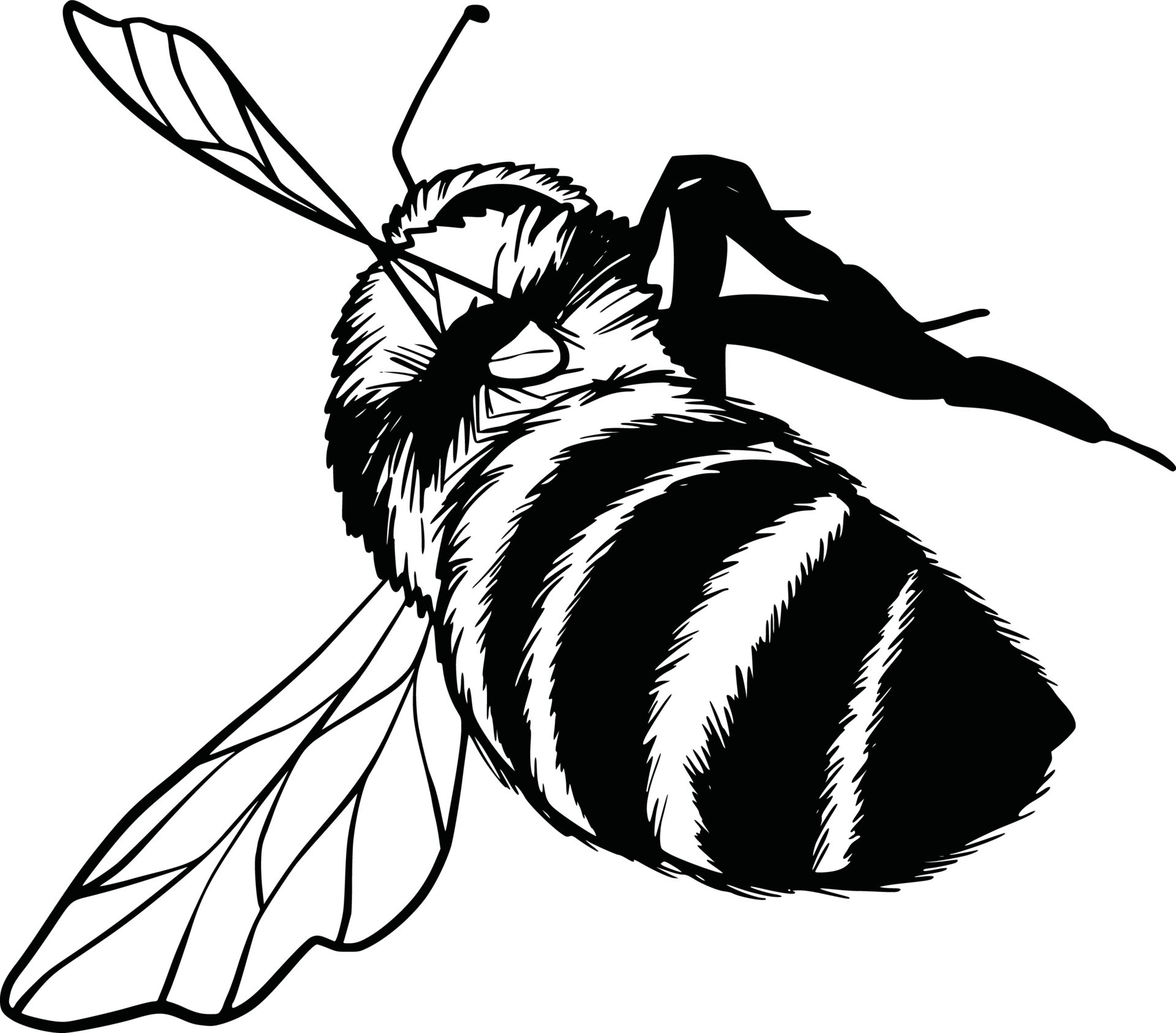 Bumblebee set. Hand drawn vector illustration. Vector drawing of tree
