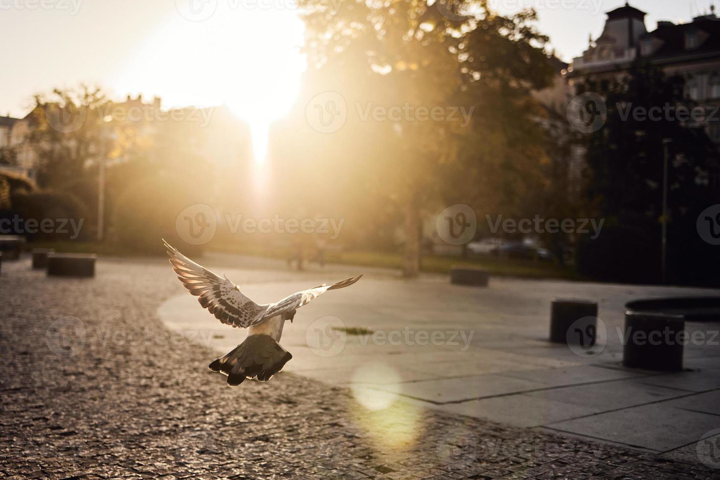 paloma volando en la ciudad foto