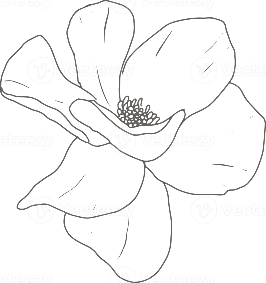 doodle line art peony flower elements png