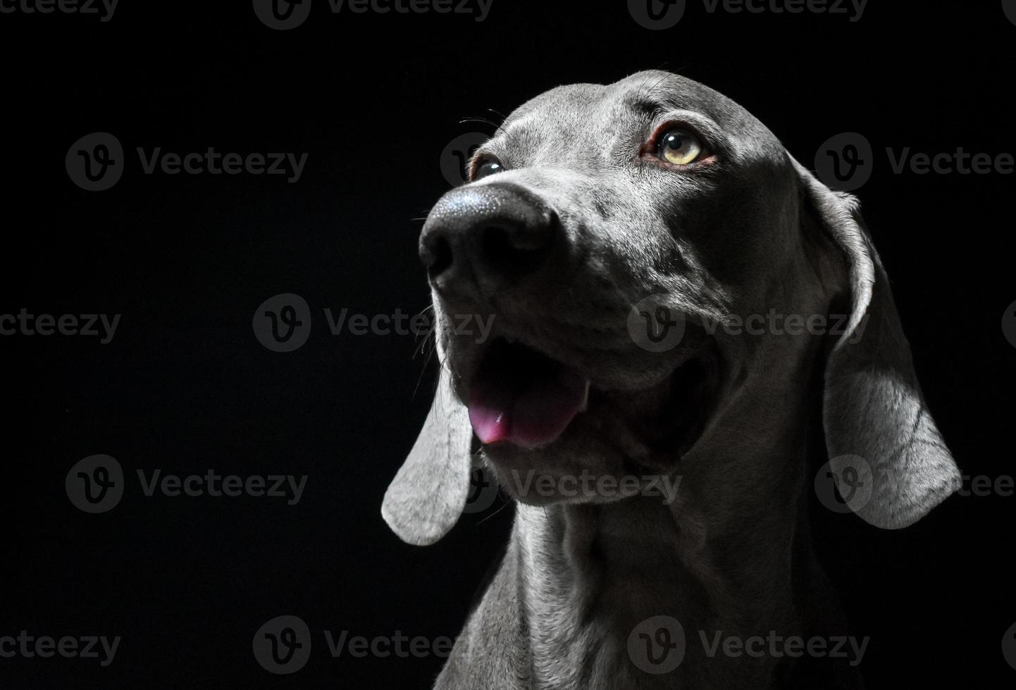 Weimaraner Dog Face photo