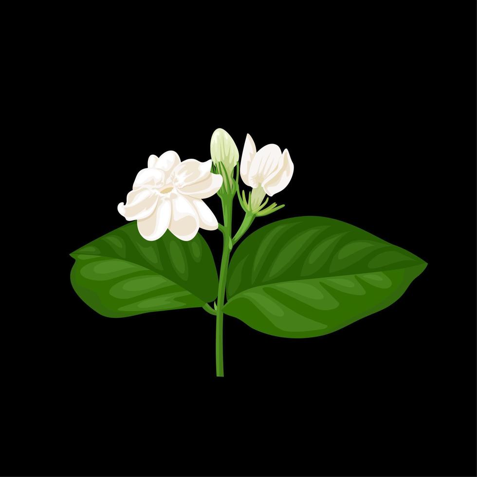 Vector illustration of jasmine flower, isolated on dark background.