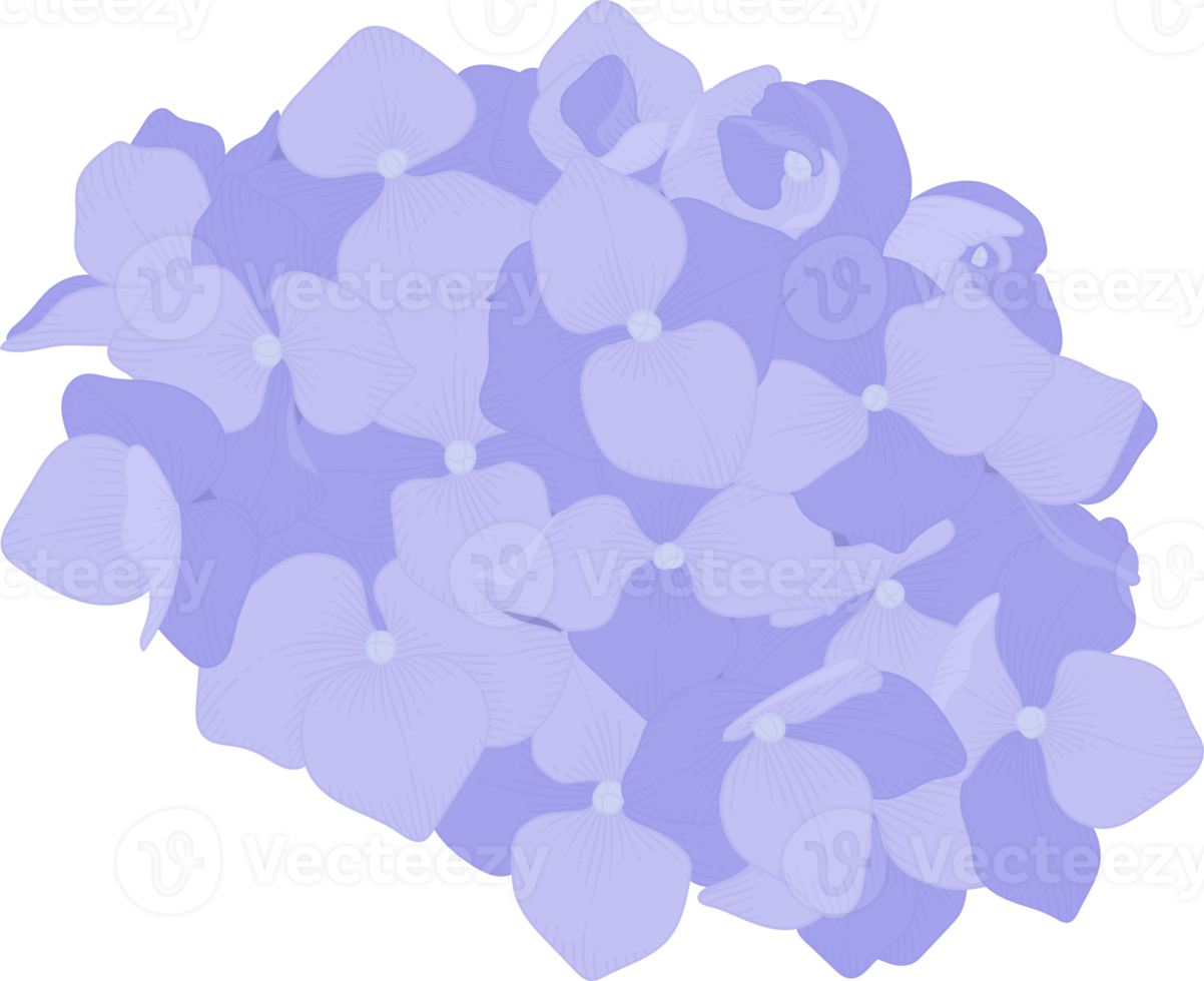 illustration de fleur d'hortensia bleu. png