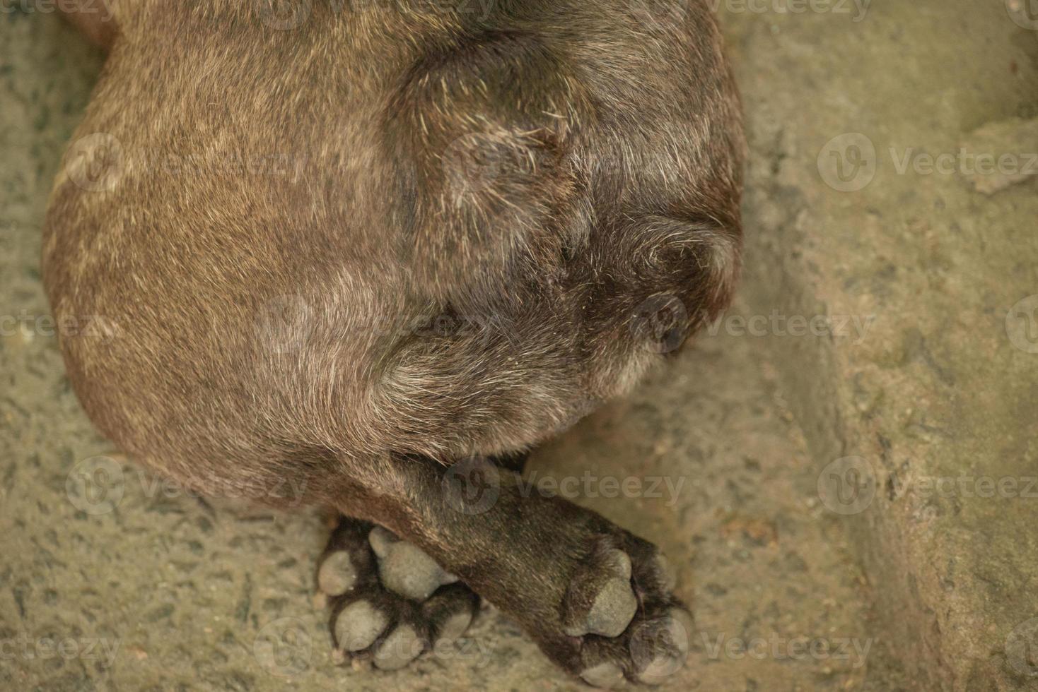 The dog lies with folded paws. French bulldog paws on the track. photo