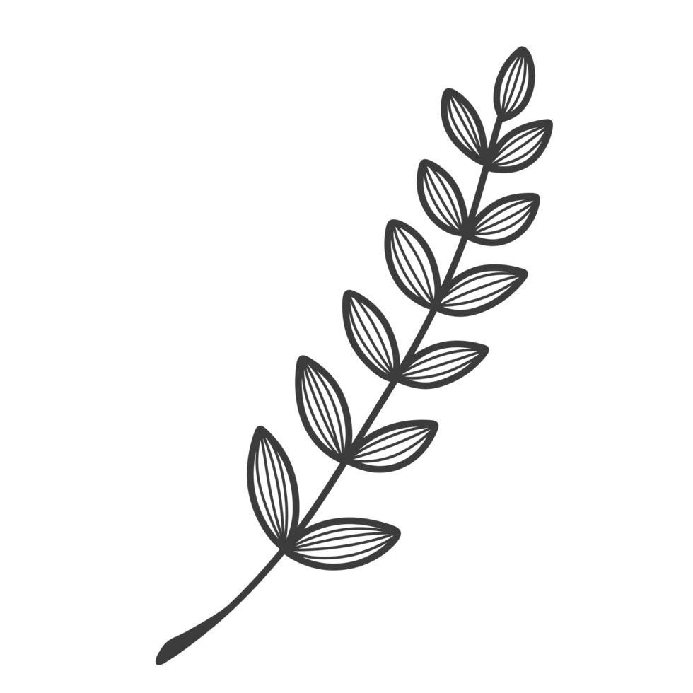 Line Art Leaf png