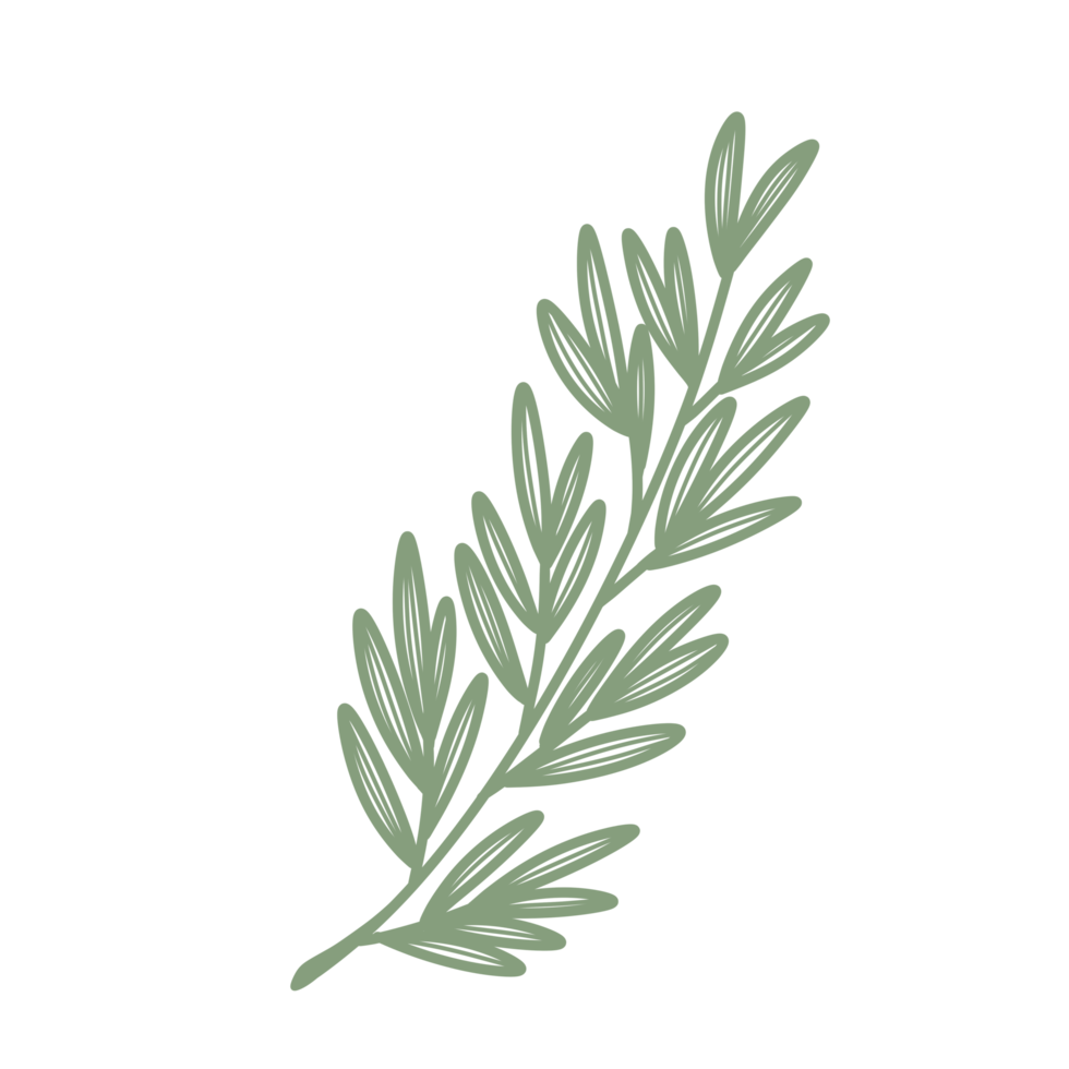 Line Art Leaf png