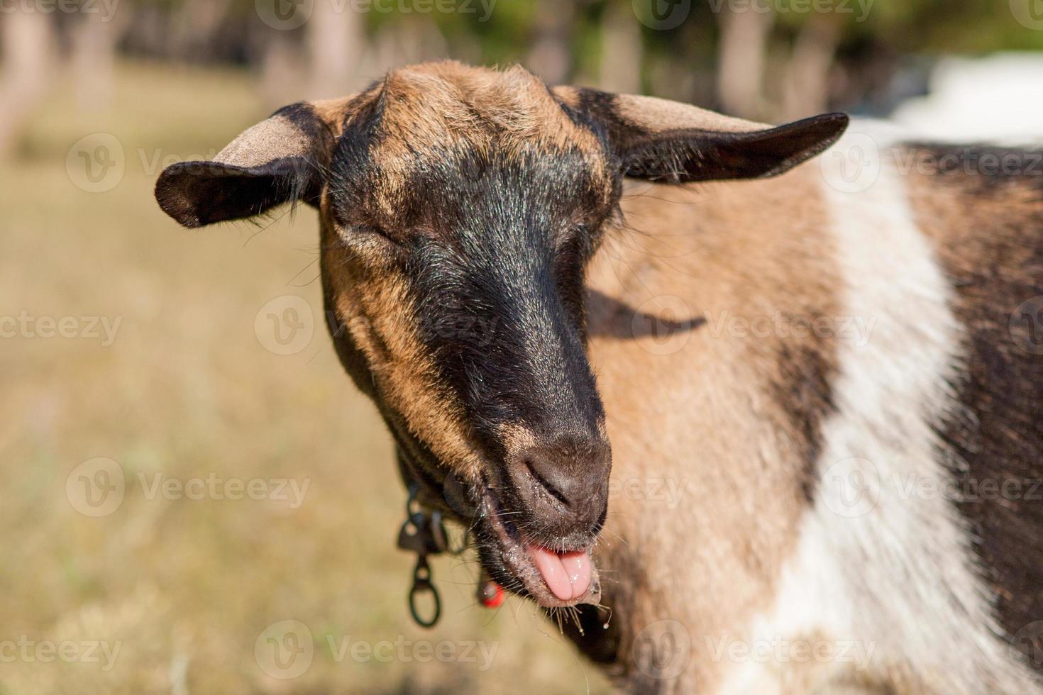 Happy Goat on a summer pasture photo