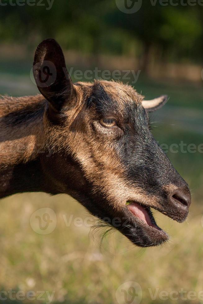 Happy Goat on a summer pasture photo