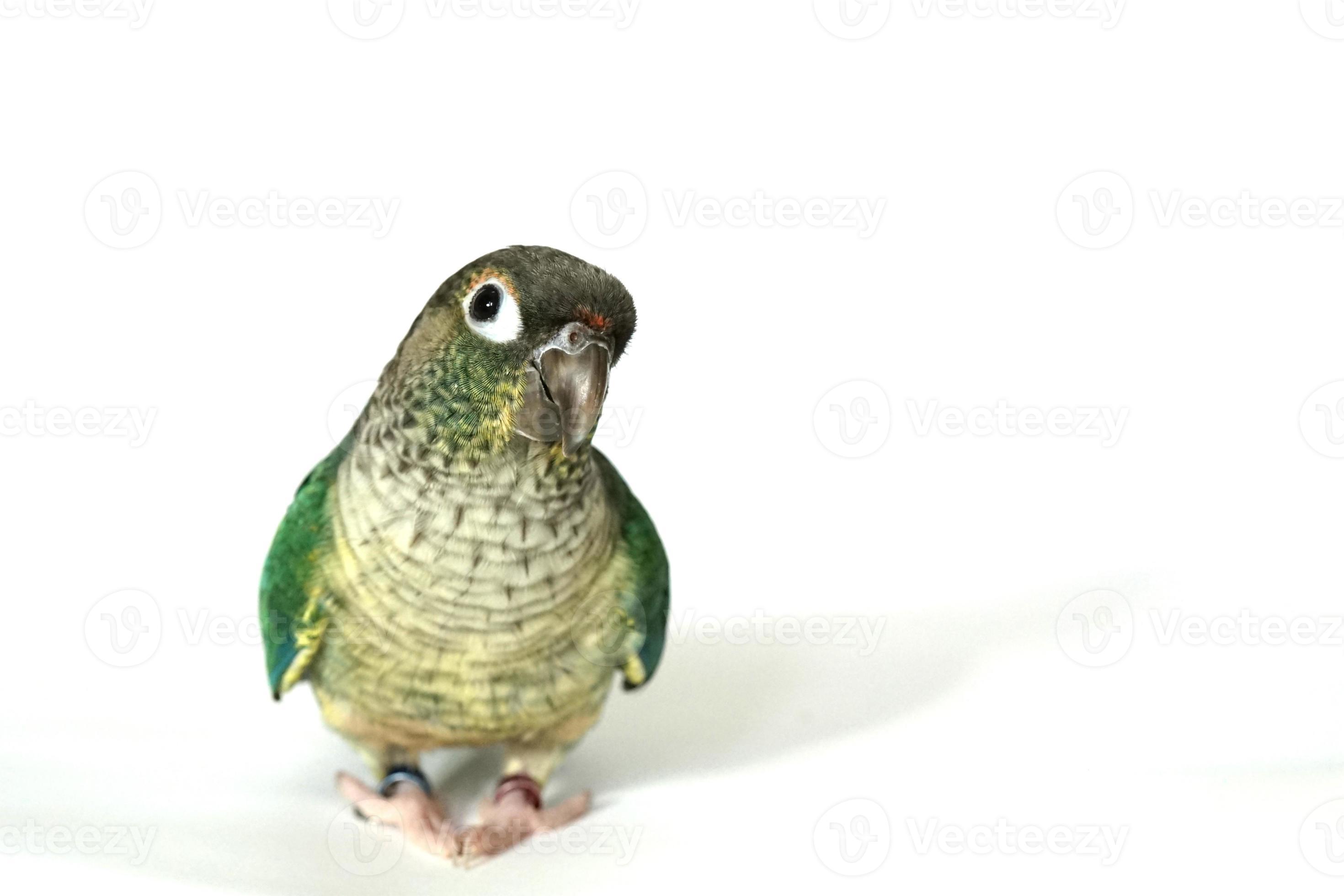Green cheek conure blue turquoise yellow sided color isolated on white