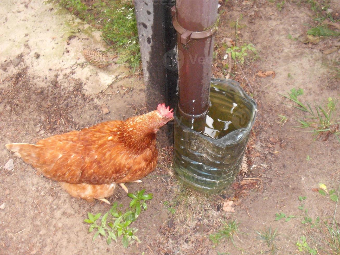 Drinking bowl for animals from rainwater collected from the roof photo