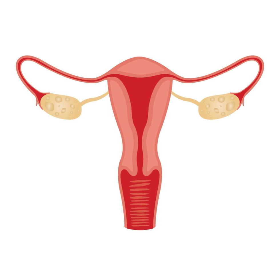 Illustration of the female reproductive system. human anatomy vector